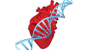 اختبار جيني يكشف احتمال الإصابة بالنوبات القلبية