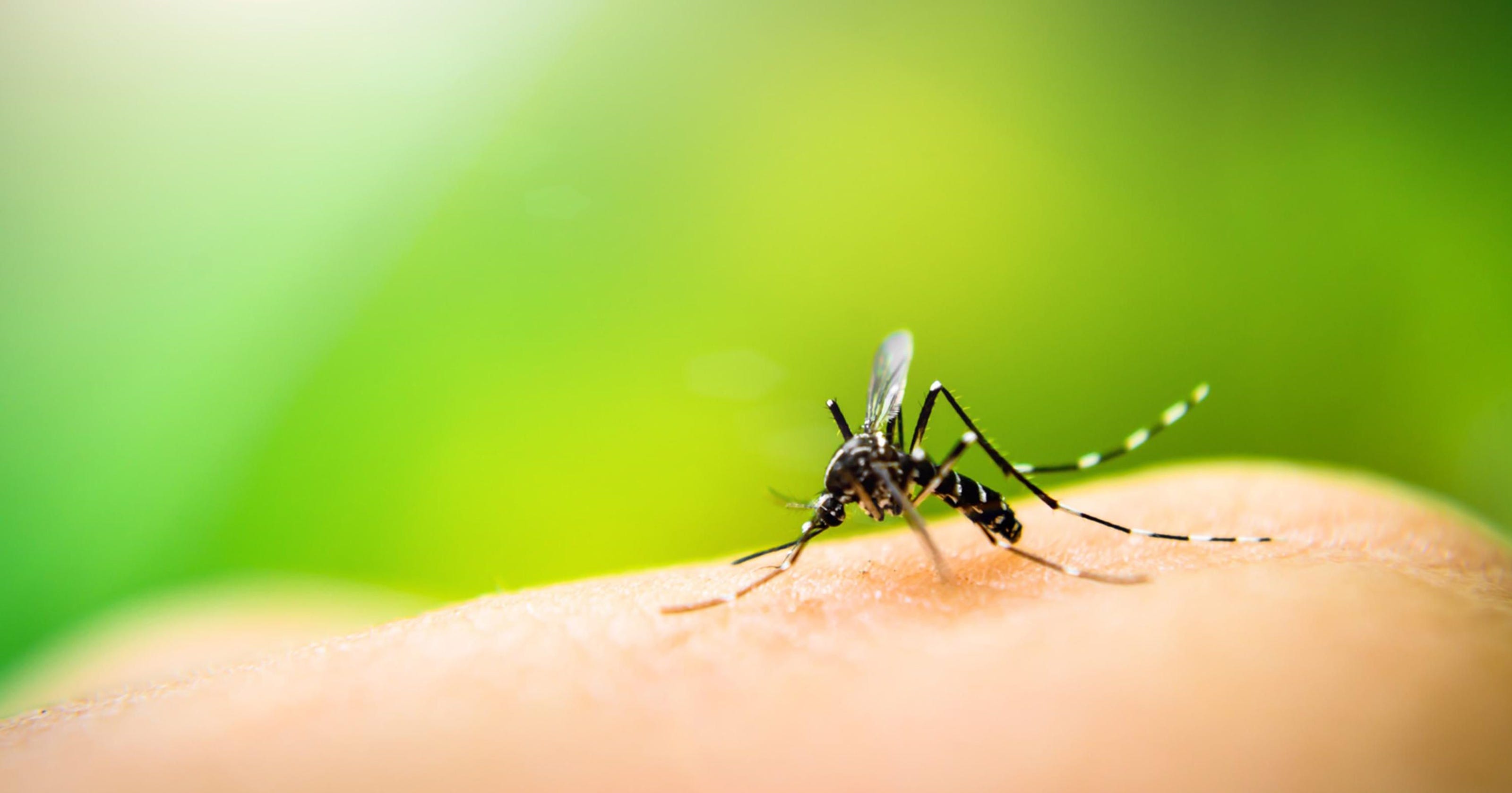 فطريات معدلة تنجح في القضاء على البعوض المسبب لـ “الملاريا”