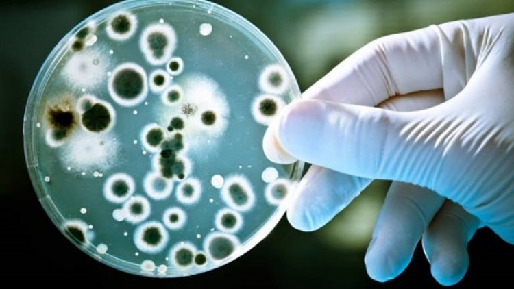 من أين جاءت البكتيريا الخارقة التي تهدد البشرية؟