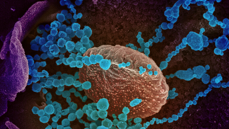 علماء يكشفون عن أول صور تفصيلية لشكل فيروس كورونا