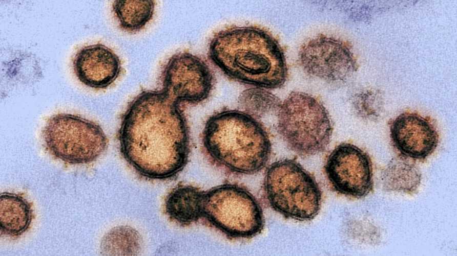 لأول مرة.. علماء يحددون نقطة ضعف فيروس كورونا