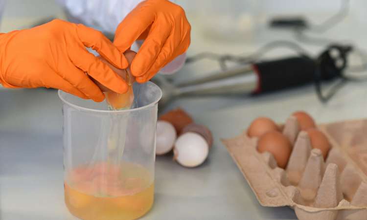 مادة موجودة في البيض تقي الجنين من “كورونا” والعيوب الخلقية