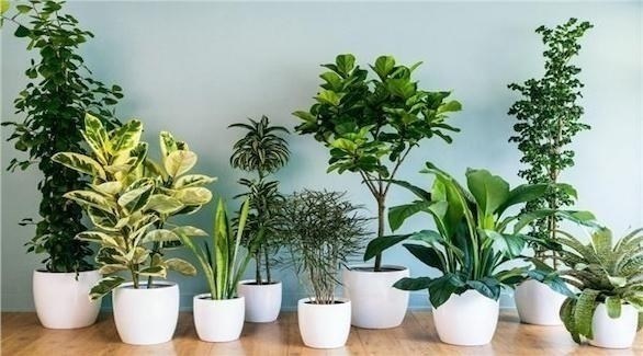 5 نباتات منزلية أثبت العلم أنها تحسن المزاج