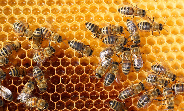 مادة موجودة في العسل تحمل الأمل لمرضى السرطان