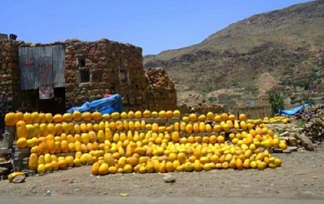 “طعام خارق” تتميز اليمن بزراعته وخبيرة تغذية تكشف فوائده المذهلة