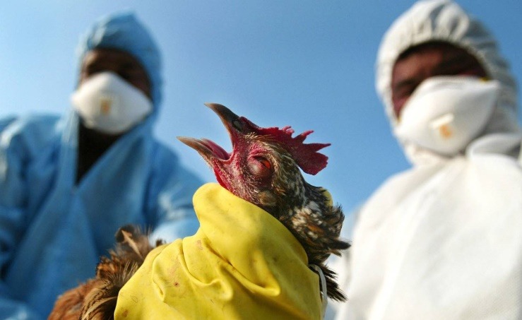 الأكثر تدميراً في تاريخها.. انفلونزا الطيور تكتسح أوروبا