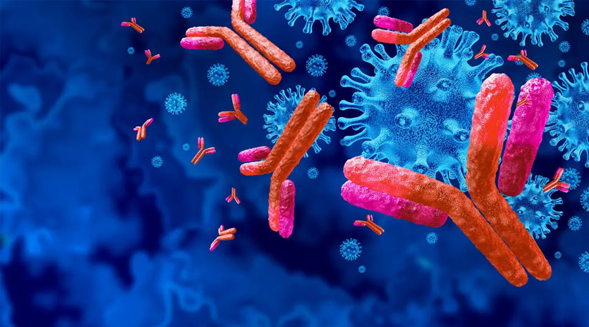 اكتشاف أجسام مضادة يمكنها تحييد فيروسات الإنفلونزا