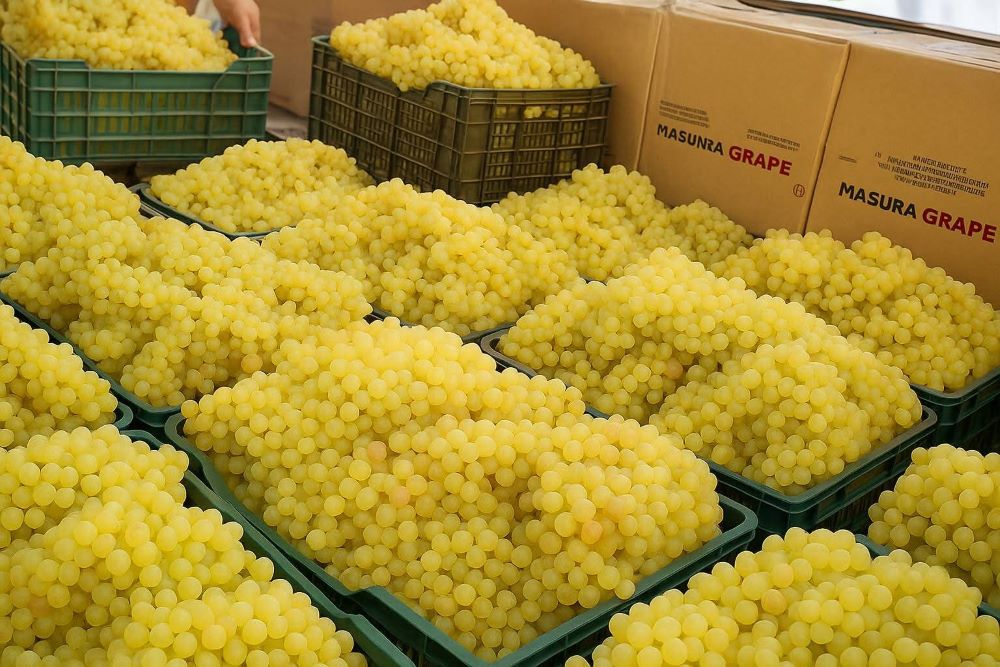 لماذا يعتبر العنب “فاكهة خارقة” بالنسبة لصحة الانسان